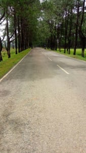 Insight Into Jharkhand's Secret Hill Station, Netarhat! 3 netarhat